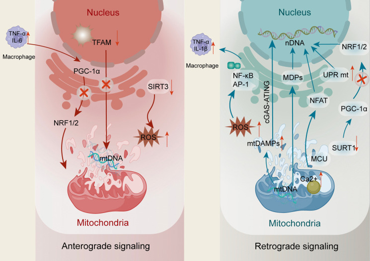 Advances in mitochondria-nucleus crosstalk in septic cardiomyopathy.