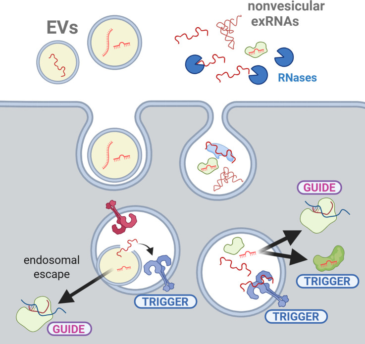 mGem: Guides or triggers? Extracellular RNAs beyond vesicular miRNAs.