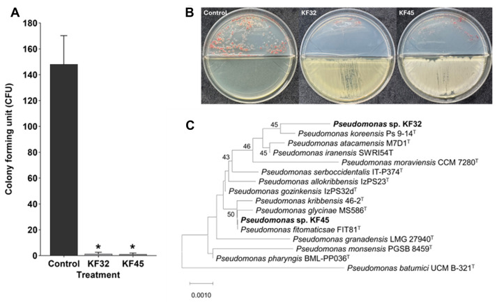 Volatile Organic Compounds from Pseudomonas koreensis KF32 and P. fitomaticsae KF45 Suppress Ralstonia pseudosolanacearum and Reduce Bacterial Wilt in Tomato.