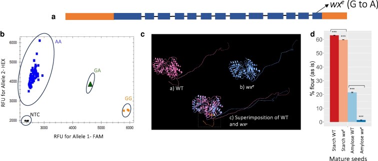 Effects of a novel loss-of-function waxy endosperm allele on sorghum seed development and grain quality.