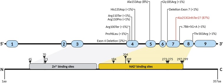 Genotype and phenotype spectrum of Charcot-Marie-Tooth disease due to mutations in SORD.