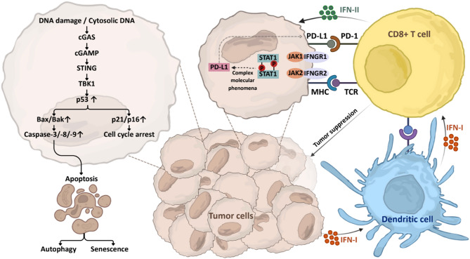 Interferon signaling and STING pathway in head and neck cancers: unlocking immune secrets and therapeutic frontiers.