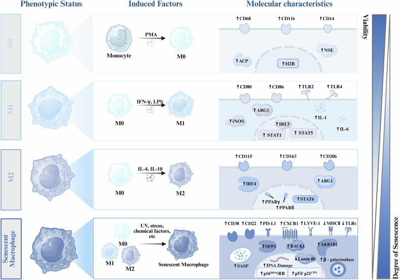Senescent macrophages in tumor: phenotypes, roles, and interventions.