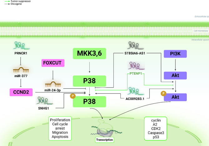Interactions between LncRNAs and MAPK signaling pathways in the pathogenesis of breast cancer.