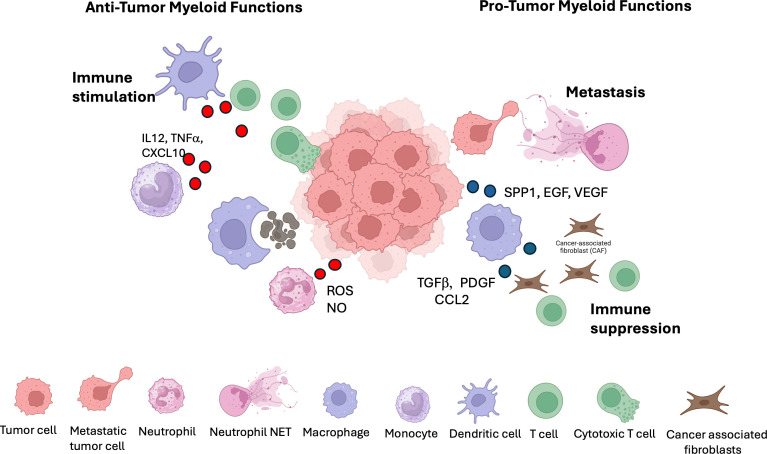 Positive and negative roles of myeloid cells in cancer immunotherapy.