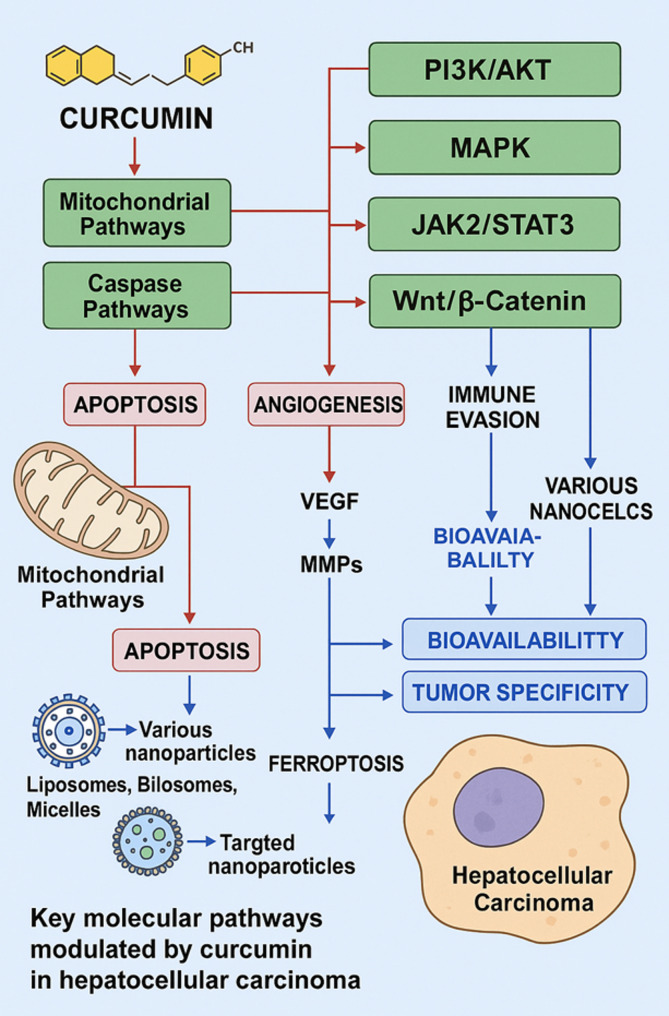 Molecular targets and therapeutic implications of curcumin in hepatocellular carcinoma: a comprehensive literature review.