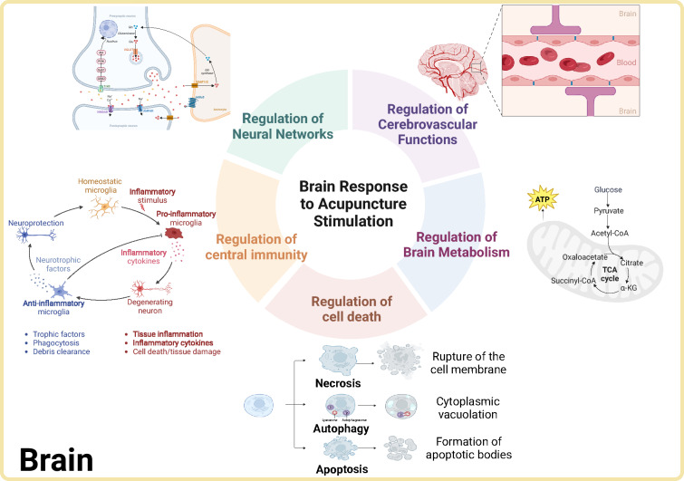 Skin-Brain Axis: neural pathways in acupuncture treatment.
