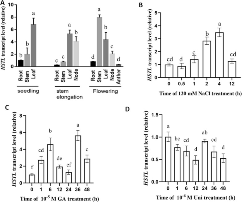 Rice Transcription Factor HSTL Regulates Plant Height and Salt Stress Response by Modulating Gibberellin Homeostasis.