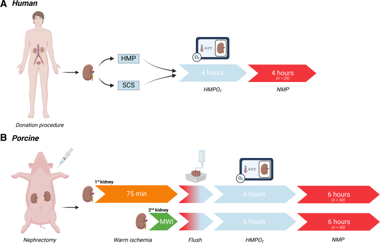 Perfusate Biomarker Comparison During Renal Hypothermic and Normothermic Machine Perfusion: Do These Techniques Provide Similar Insights?