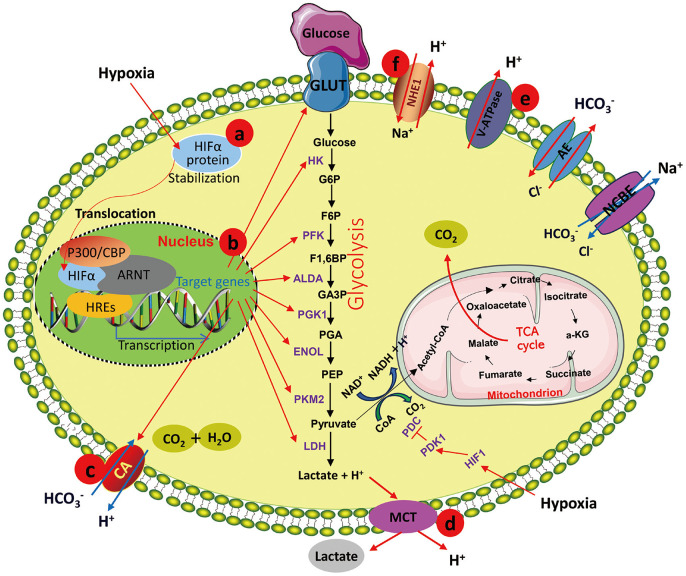 Acidic Tumor Microenvironments and Emerging Therapeutic Strategies for Cancer Therapy.