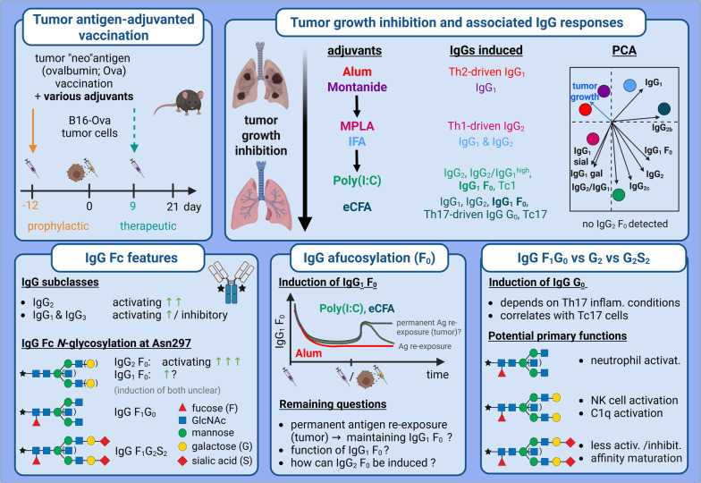 Anti-tumor vaccine efficacy depends on adjuvant type and associates with induced IgG subclass and glycosylation profiles.