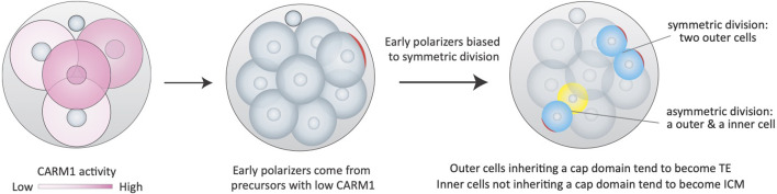 Tracing cell fates in embryos.