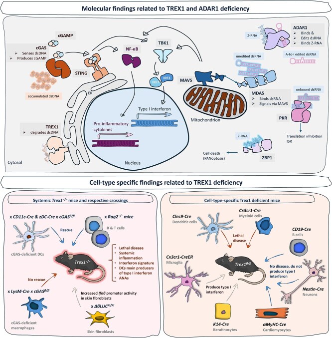 Mouse models of type I interferonopathies.