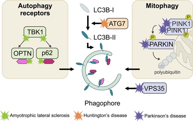 Inborn errors of canonical autophagy in neurodegenerative diseases.