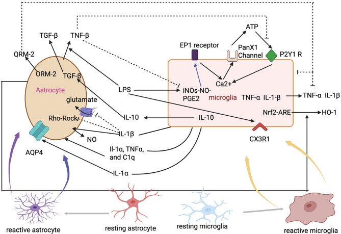 Microglia-astrocyte crosstalk following ischemic stroke.