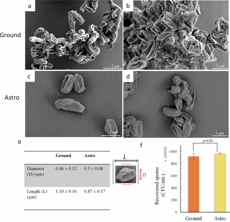 Effects of extreme acceleration, microgravity, and deceleration on Bacillus subtilis onboard a suborbital space flight.