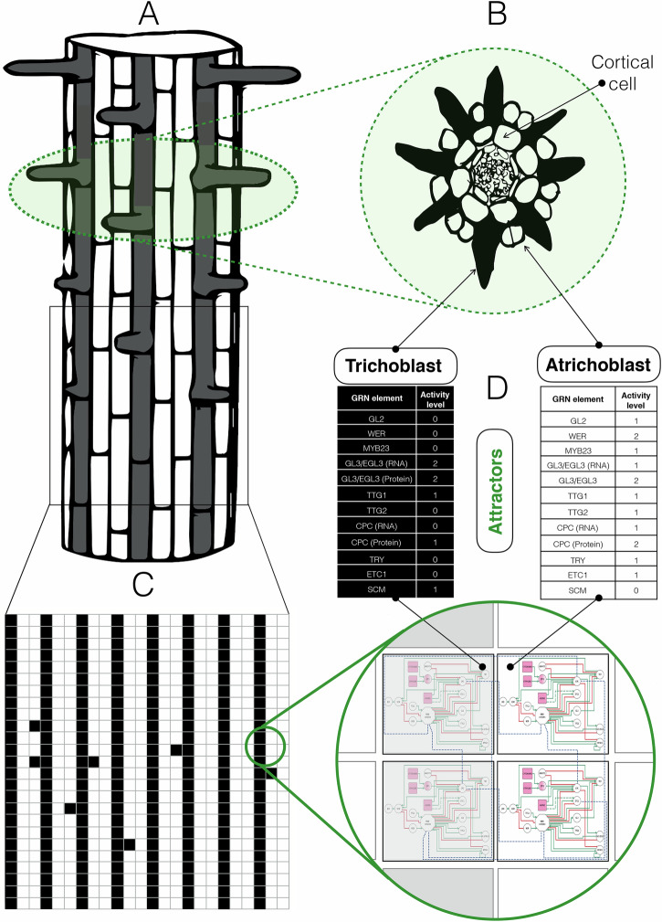 Cellular patterns in Arabidopsis root epidermis emerge from gene regulatory network and diffusion dynamical feedback.