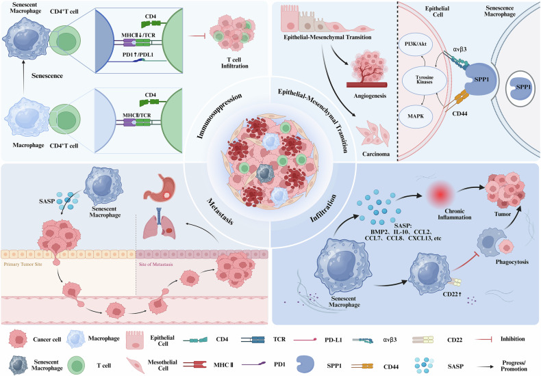Senescent macrophages in tumor: phenotypes, roles, and interventions.