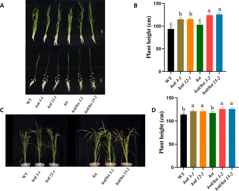 Rice Transcription Factor HSTL Regulates Plant Height and Salt Stress Response by Modulating Gibberellin Homeostasis.