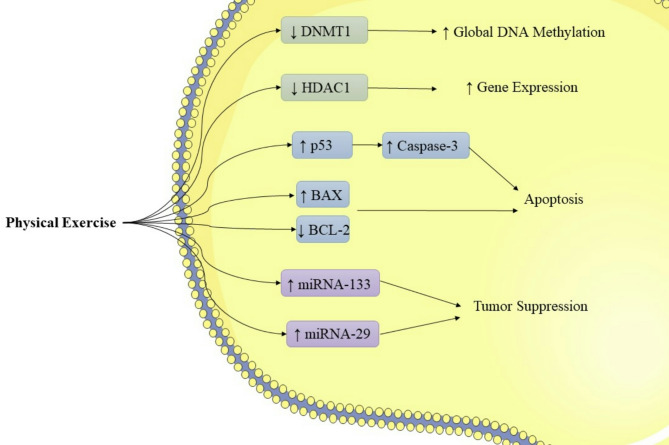 A review of exercise-induced epigenetic modifications in prostate tissue: implications for gene expression and tumor progression in prostate cancer.