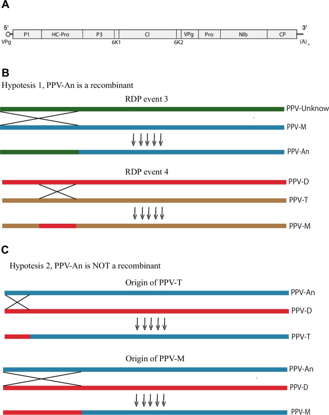 Bayesian phylogenetic and recombination analyses of plum pox virus provide a refined vision of its evolutionary history.