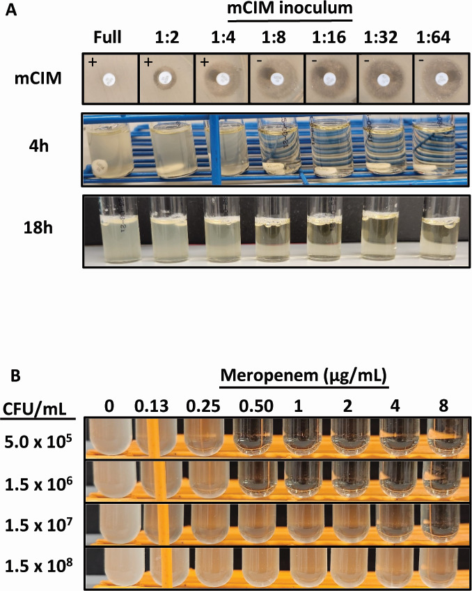 Paradoxical carbapenemase activity detected by modified carbapenemase inactivation (mCIM) method in <i>Citrobacter sedlakii</i>.