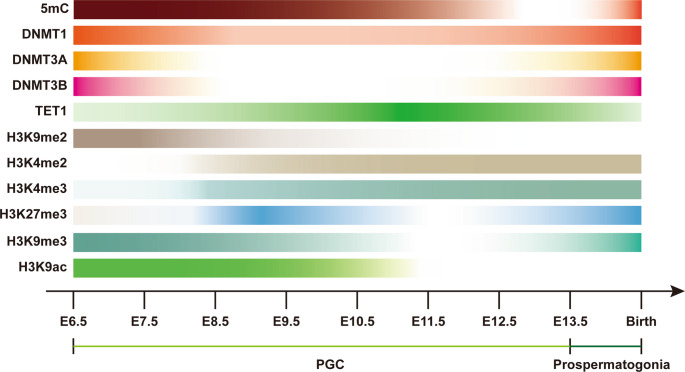 Epigenetic regulation by DNA methylation, histone modifications and chromatin remodeling complexes in controlling spermatogenesis and their dysfunction with male infertility.