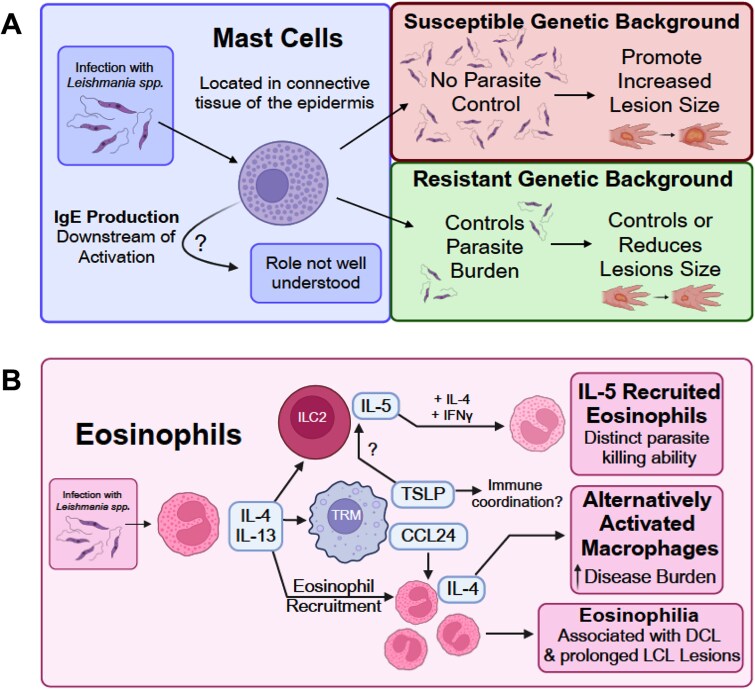 An overview of host immune responses against Leishmania spp. infections.