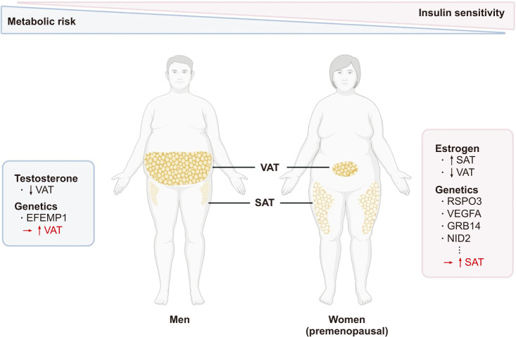 Sex and Gender Differences in Obesity: Biological, Sociocultural, and Clinical Perspectives.
