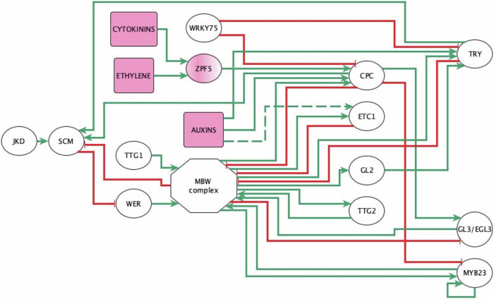 Cellular patterns in Arabidopsis root epidermis emerge from gene regulatory network and diffusion dynamical feedback.