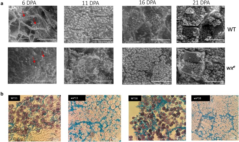 Effects of a novel loss-of-function waxy endosperm allele on sorghum seed development and grain quality.