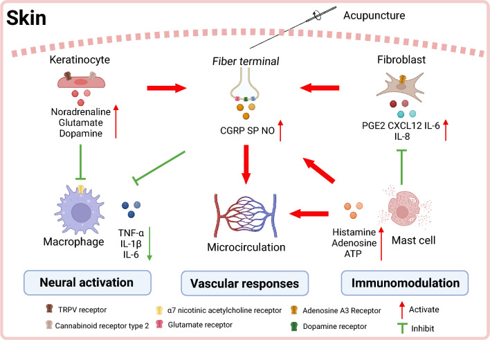Skin-Brain Axis: neural pathways in acupuncture treatment.