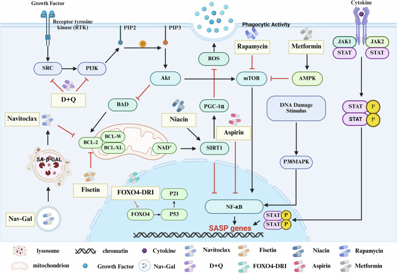 Senescent macrophages in tumor: phenotypes, roles, and interventions.