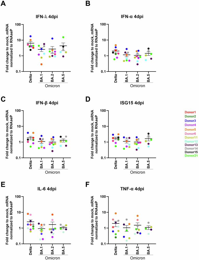 SARS-CoV-2 delta and omicron variants alter trophoblast cell fusion and syncytiotrophoblast dynamics: new insights into placental vulnerability.