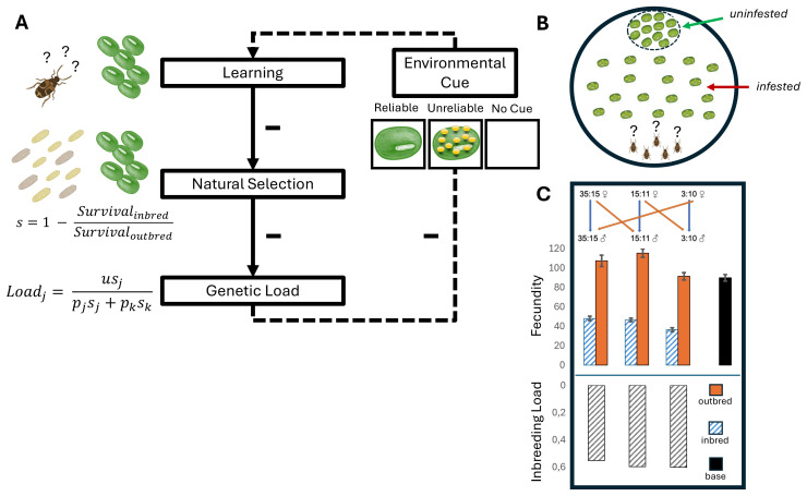 The reliability of environmental cues shape learning and selection against deleterious alleles in seed beetles.