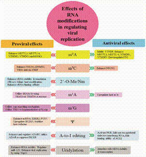 Role of the epitranscriptome in viral infections: beneficial or detrimental?