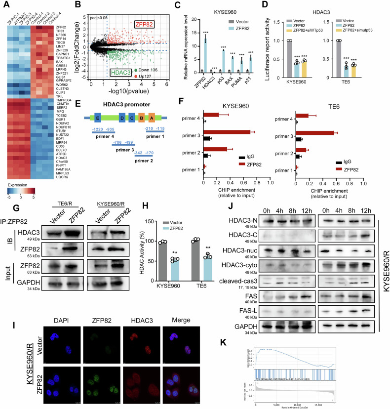 Zinc Finger Protein 82 regulates p53 protein stability through histone deacetylase and enhances neo-adjuvant chemotherapy in esophageal cancer.