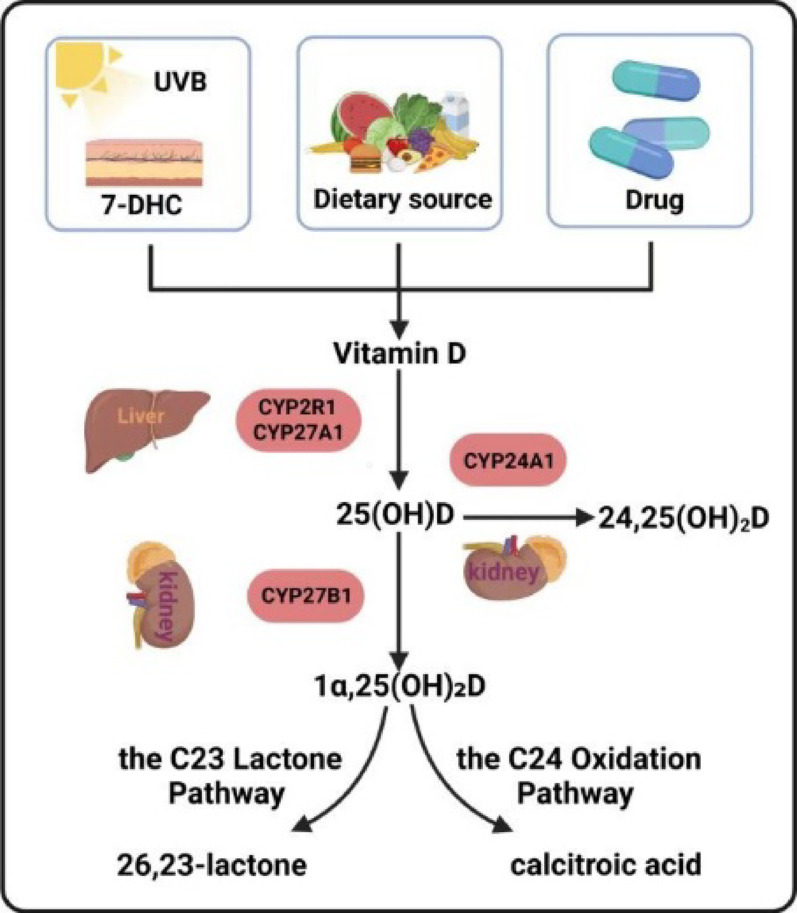Vitamin D and bone health: from physiological function to disease association.