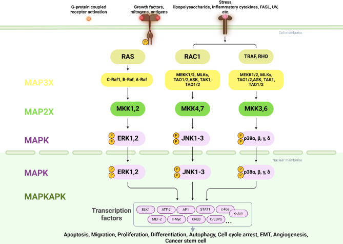 Interactions between LncRNAs and MAPK signaling pathways in the pathogenesis of breast cancer.