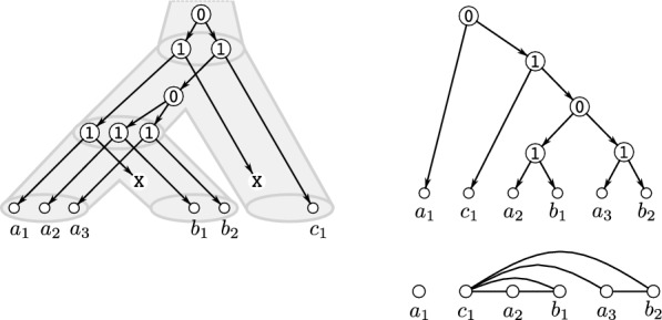 Orthology and near-cographs in the context of phylogenetic networks.