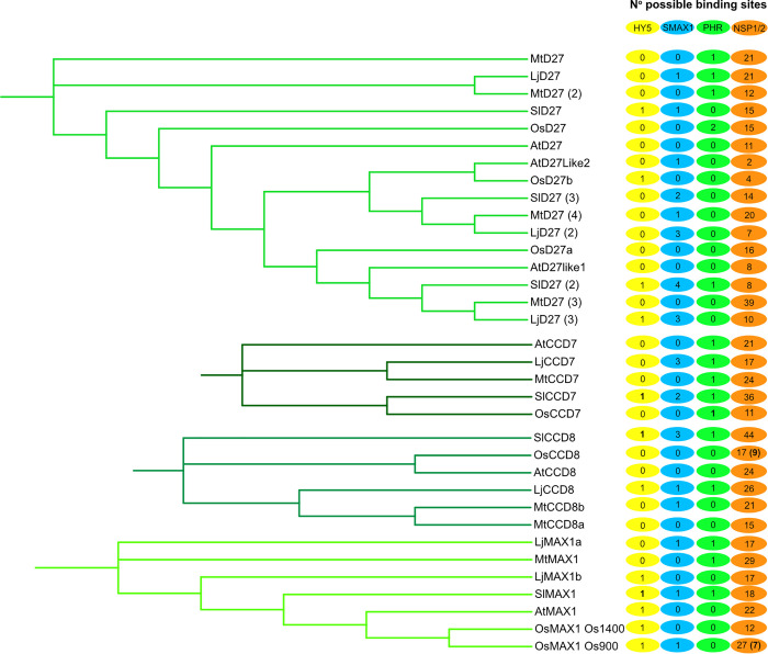 Regulation of arbuscular mycorrhiza development by environmental stimuli: Many roads lead to strigolactones.