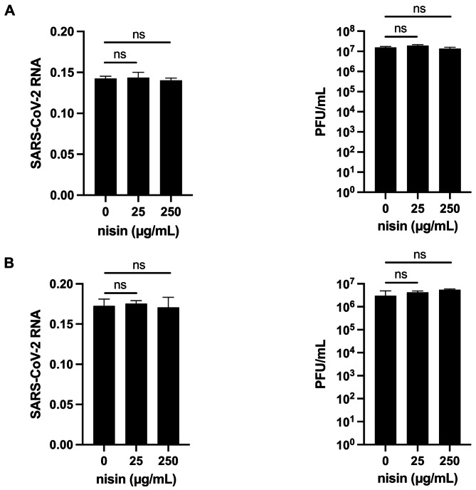 The antimicrobial peptide nisin promotes host cell survival during SARS-CoV-2 infection.