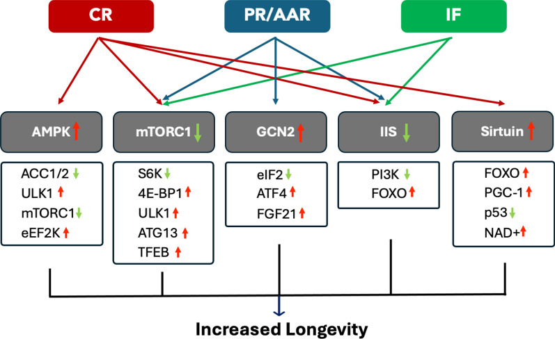 The impacts of different dietary restriction regimens on aging and longevity: from yeast to humans.