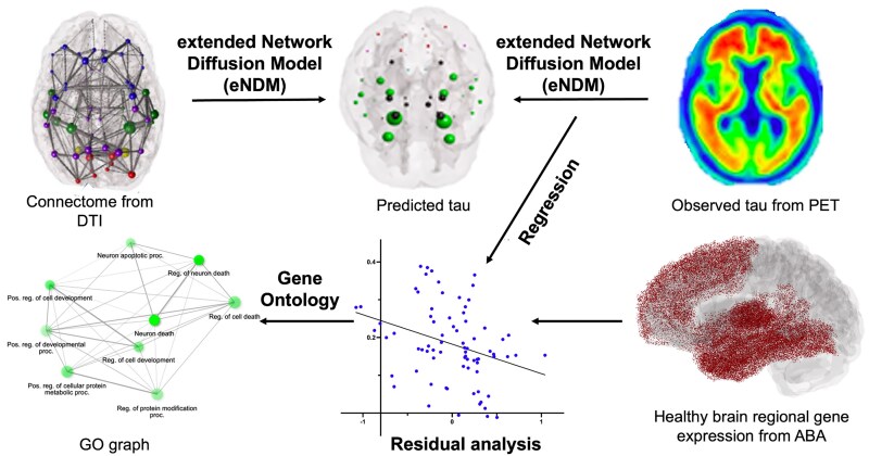 Selective vulnerability and resilience to Alzheimer's disease tauopathy as a function of genes and the connectome.