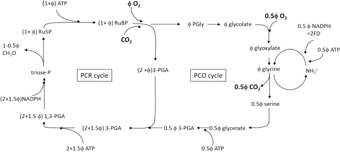 A perspective: A biochemical model of photosynthetic CO<sub>2</sub> assimilation in leaves of C<sub>3</sub> species (Planta 149, 78-90).