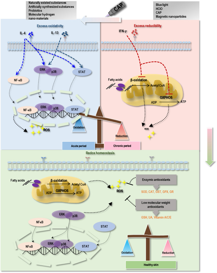 Atopic dermatitis: diagnosis, molecular pathogenesis, and therapeutics.