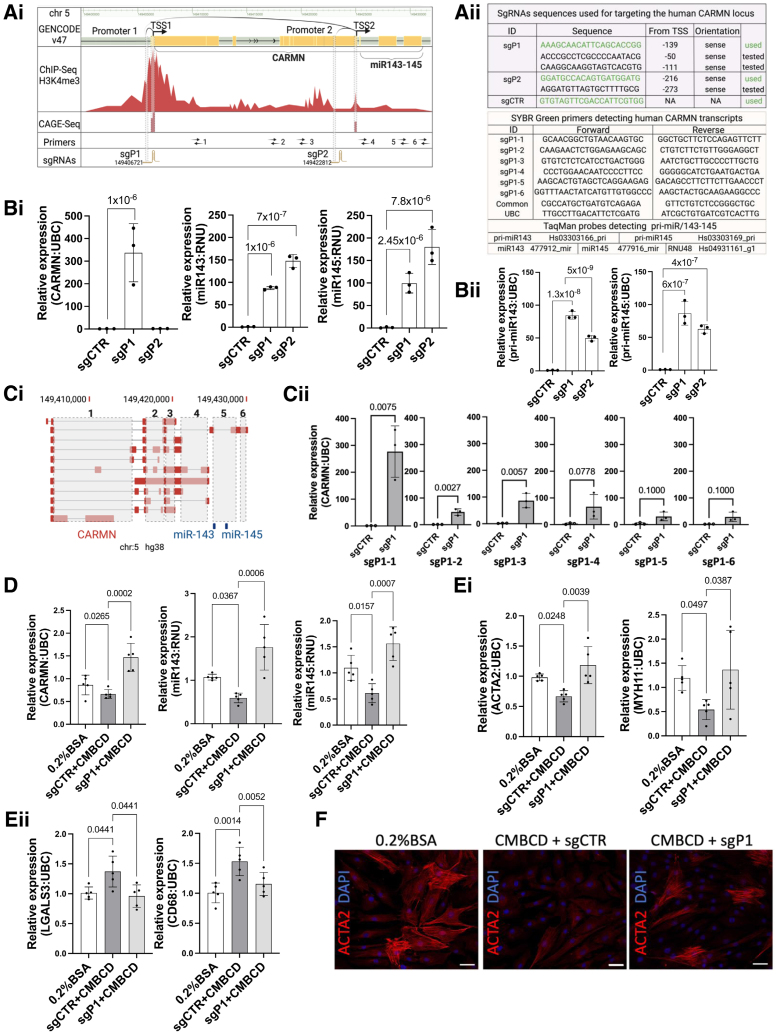 Effective Transcriptional Induction of the CARMN/miR-143/145 Complex Locus in Smooth Muscle Cells Using CRISPR Activation.