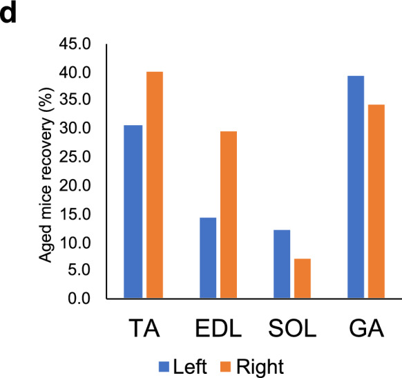 Effects of low-intensity pulsed ultrasound on muscle mass and Fndc5 mRNA expression in aged male mice.