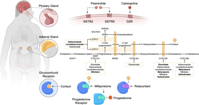 Update on Medical Treatment of Cushing's Syndrome.