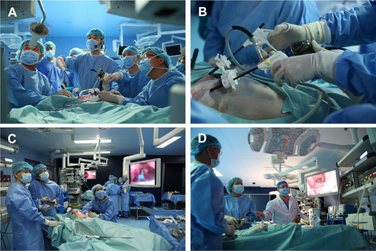 Utilization of animal experiment-based simulation surgery platforms in the education of endoscopic thyroidectomy: a preliminary study.